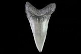 Fossil Mako Shark Tooth - Georgia #75227-1